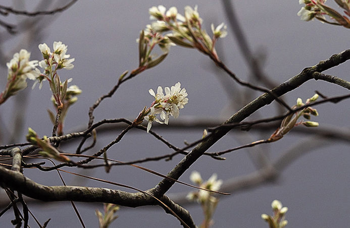Shadbush blossoms
